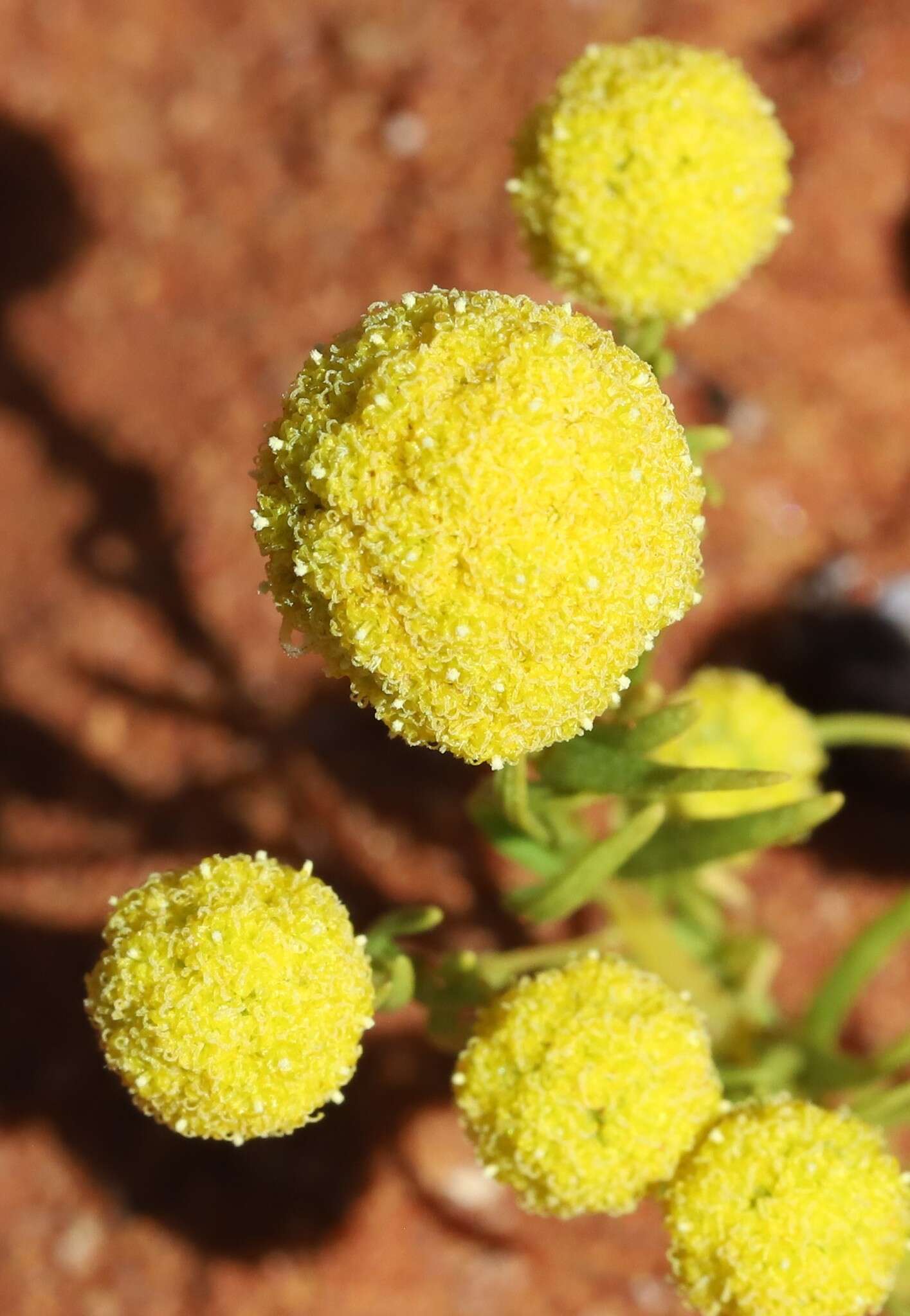 Calocephalus francisii (F. Müll.) Benth. resmi