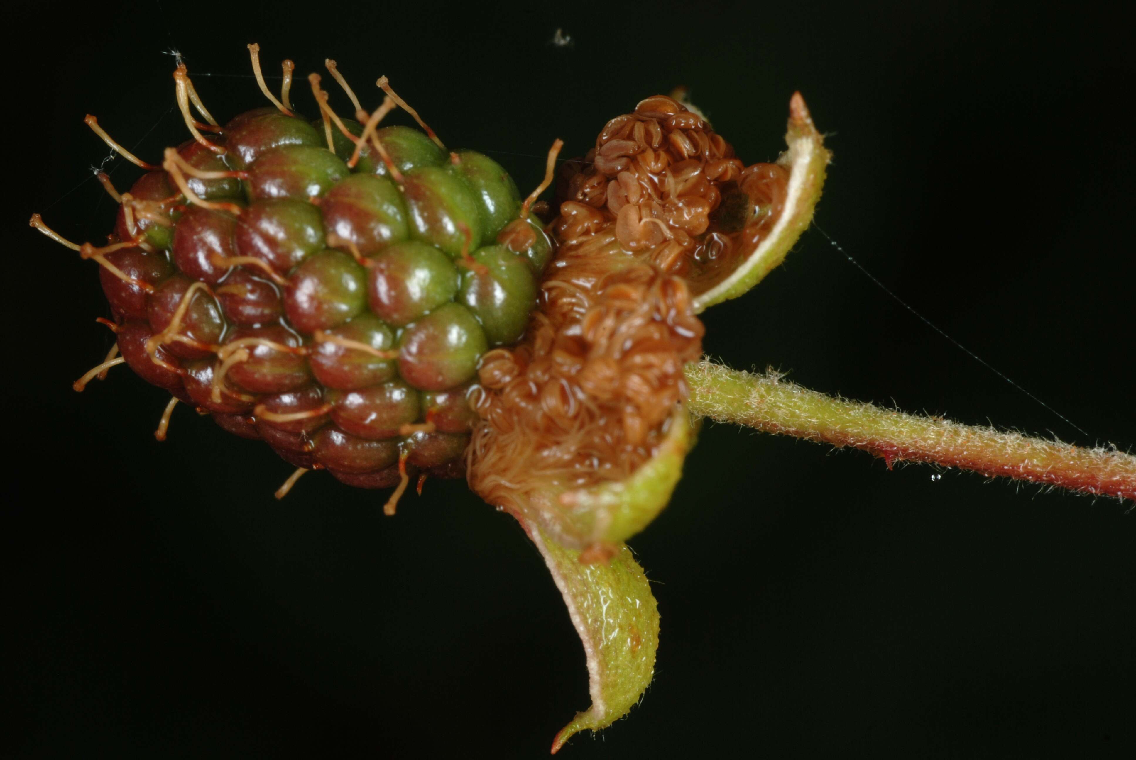 Imagem de Rubus allegheniensis Porter