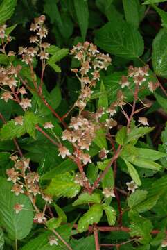 Imagem de Rubus allegheniensis Porter