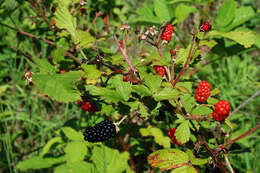 Imagem de Rubus allegheniensis Porter