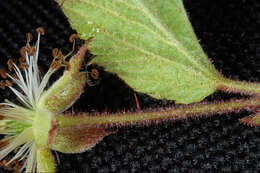 Imagem de Rubus allegheniensis Porter