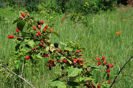 Imagem de Rubus allegheniensis Porter