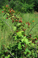 Imagem de Rubus allegheniensis Porter