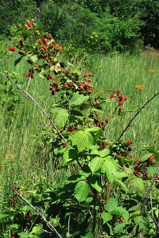 Imagem de Rubus allegheniensis Porter