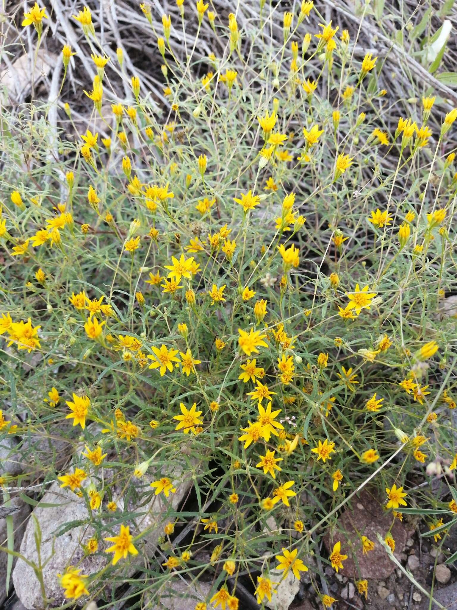 Image of Rusby's chinchweed