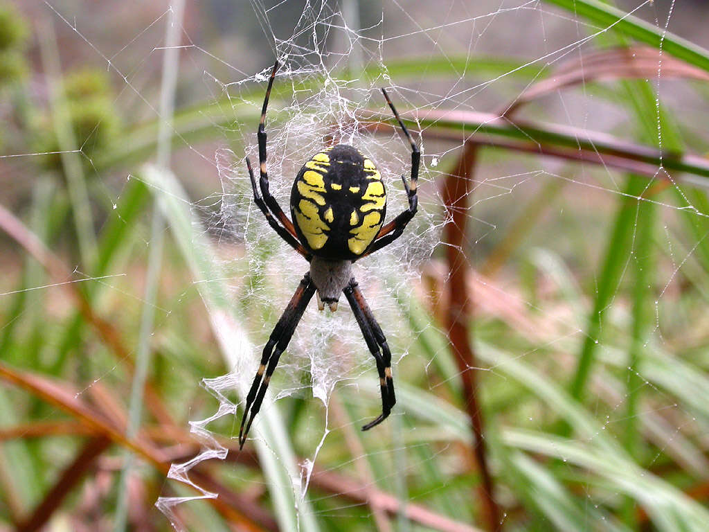 Image of Black-and-Yellow Argiope