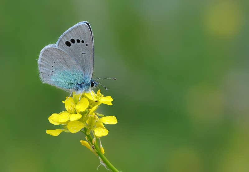 Image of Green-underside Blue