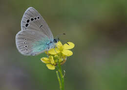 Image of Green-underside Blue