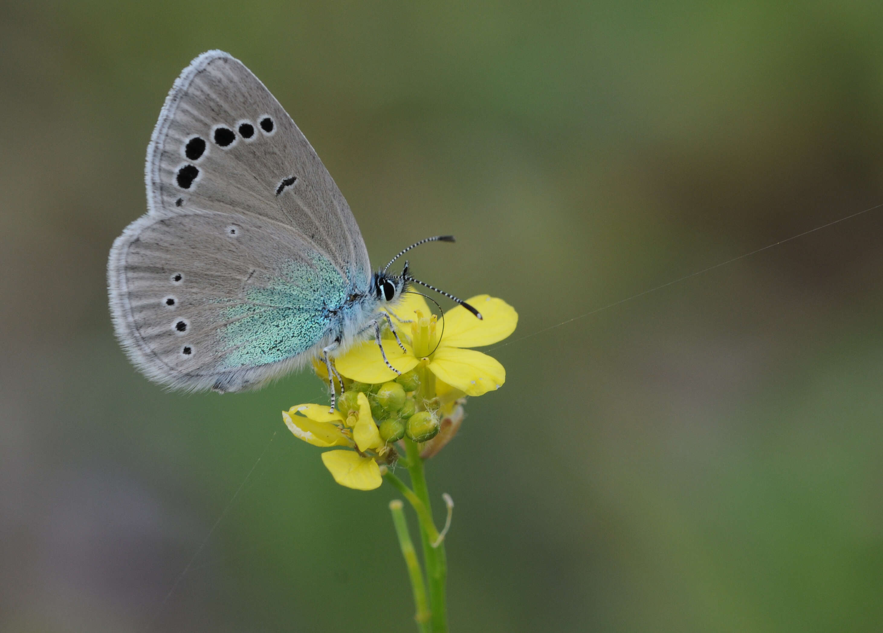 Image of Green-underside Blue