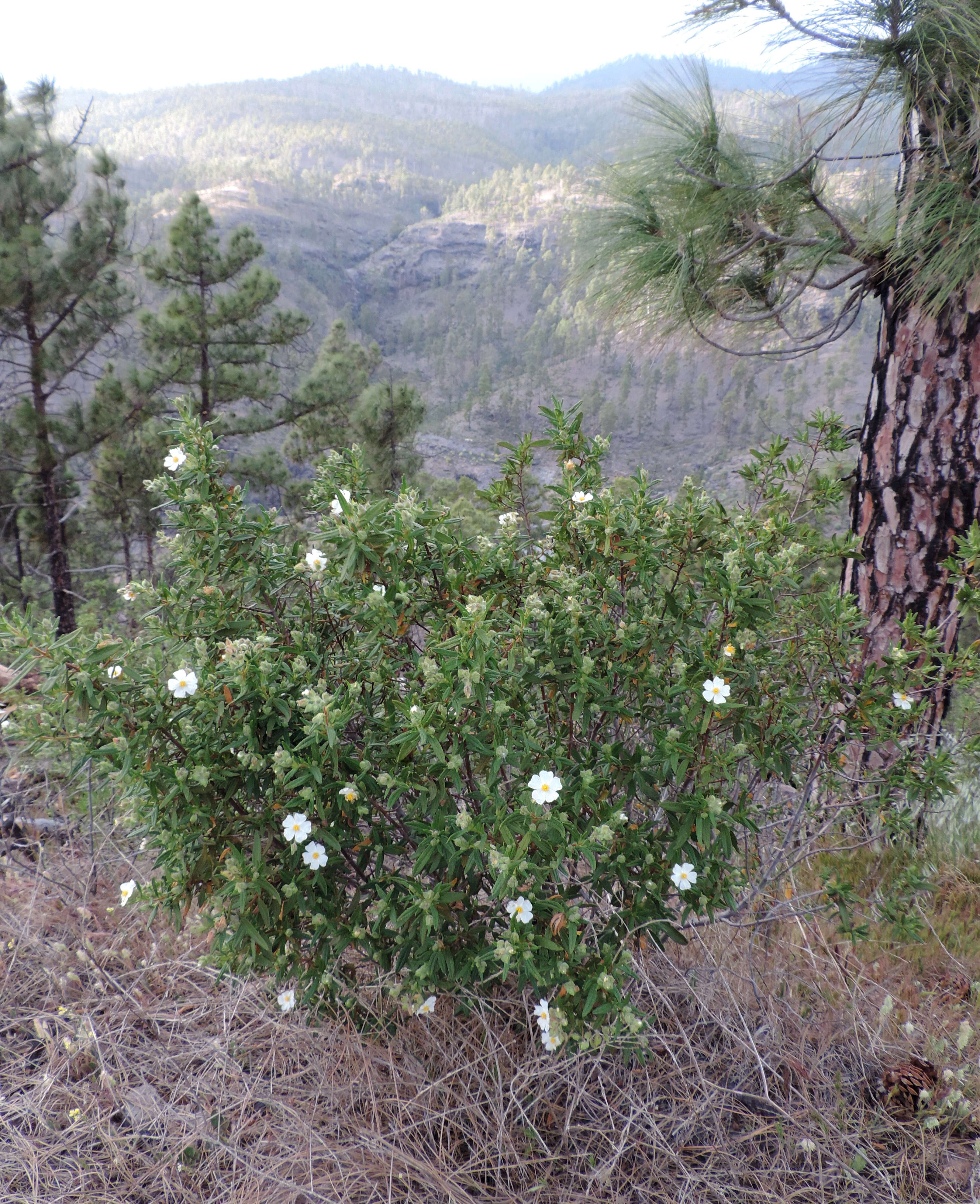 Imagem de Cistus monspeliensis L.