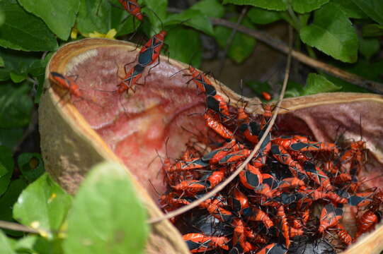 Image of St. Andrew's Cotton Stainer