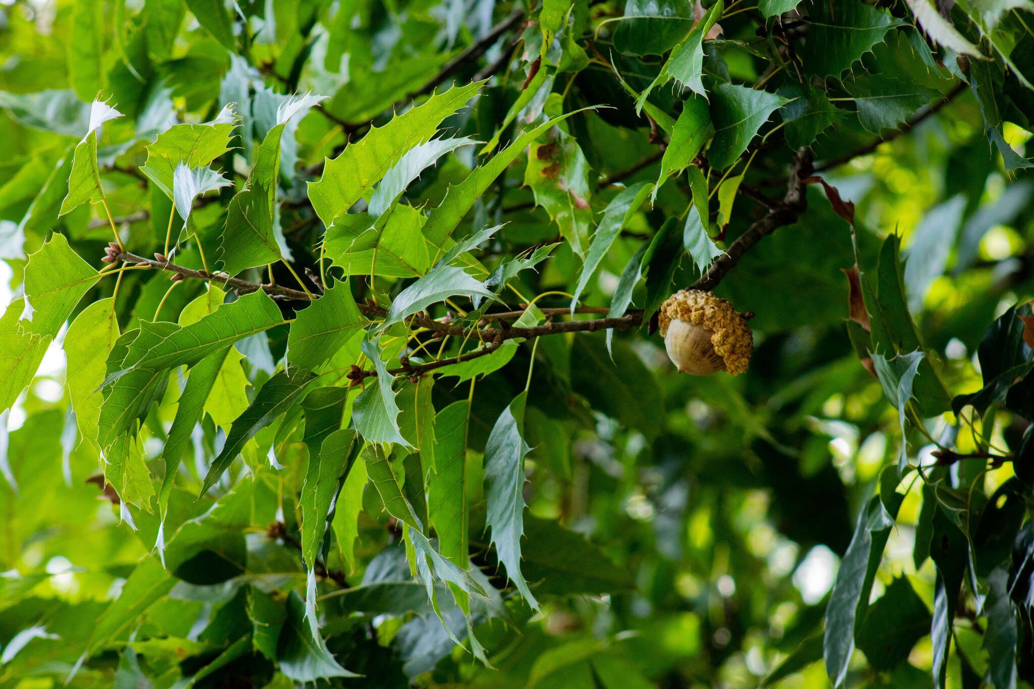 Слика од Quercus skinneri Benth.