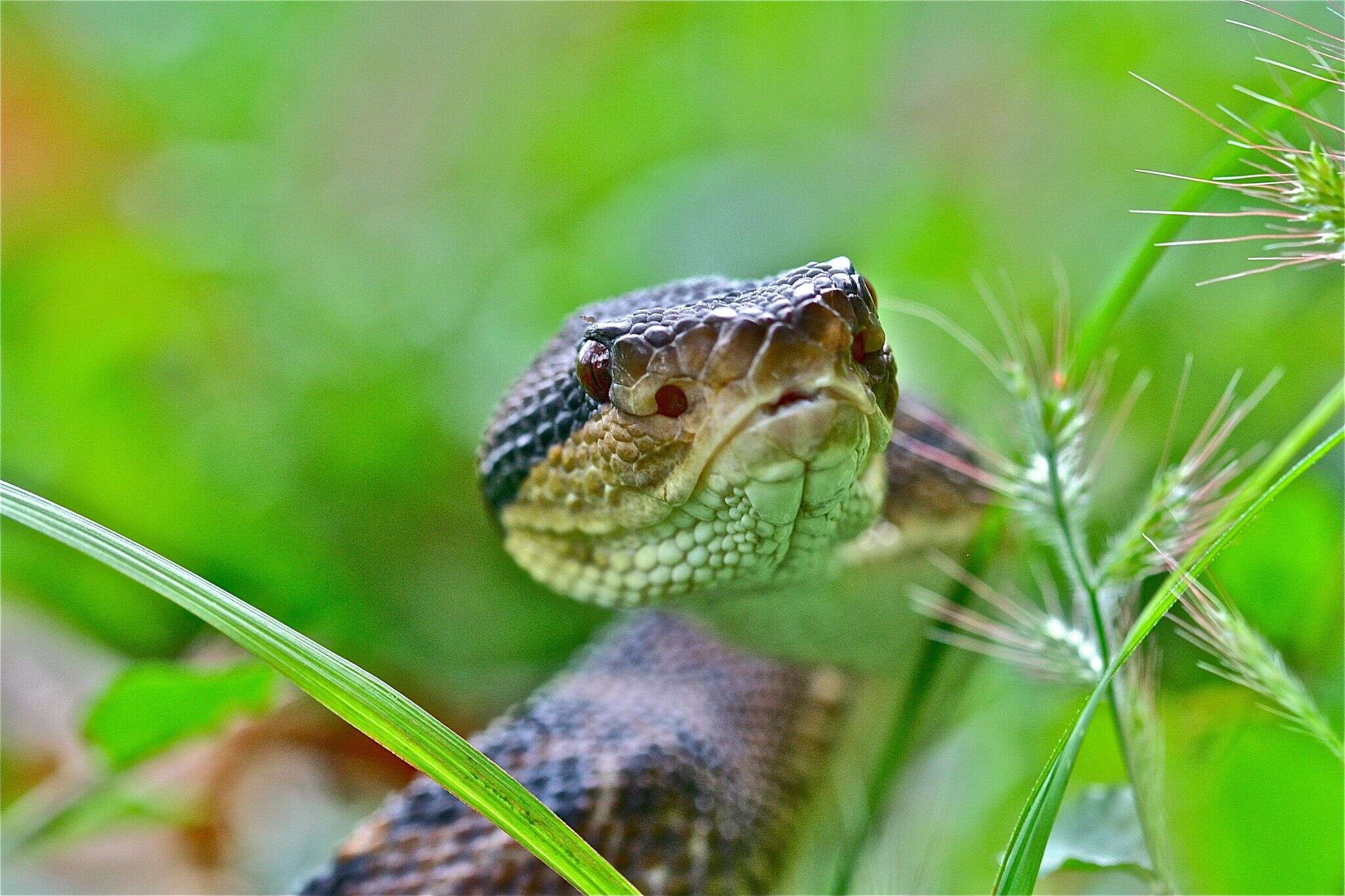 Image of Central American bushmaster