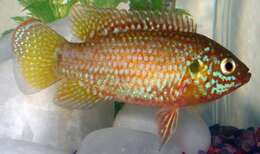 صورة Hemichromis bimaculatus Gill 1862