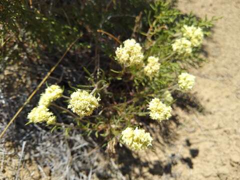 Plancia ëd Ipomopsis congesta subsp. matthewii J. M. Porter