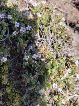 Sivun Clinopodium darwinii (Benth.) Kuntze kuva