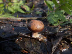 Plancia ëd Gymnopus vernus (Ryman) Antonín & Noordel. 2008