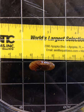 Image of Atlantic Awning Clam