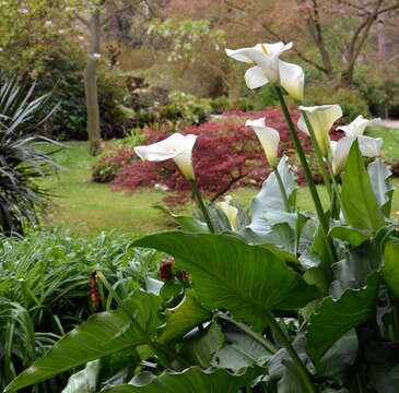 Image of Arum lily