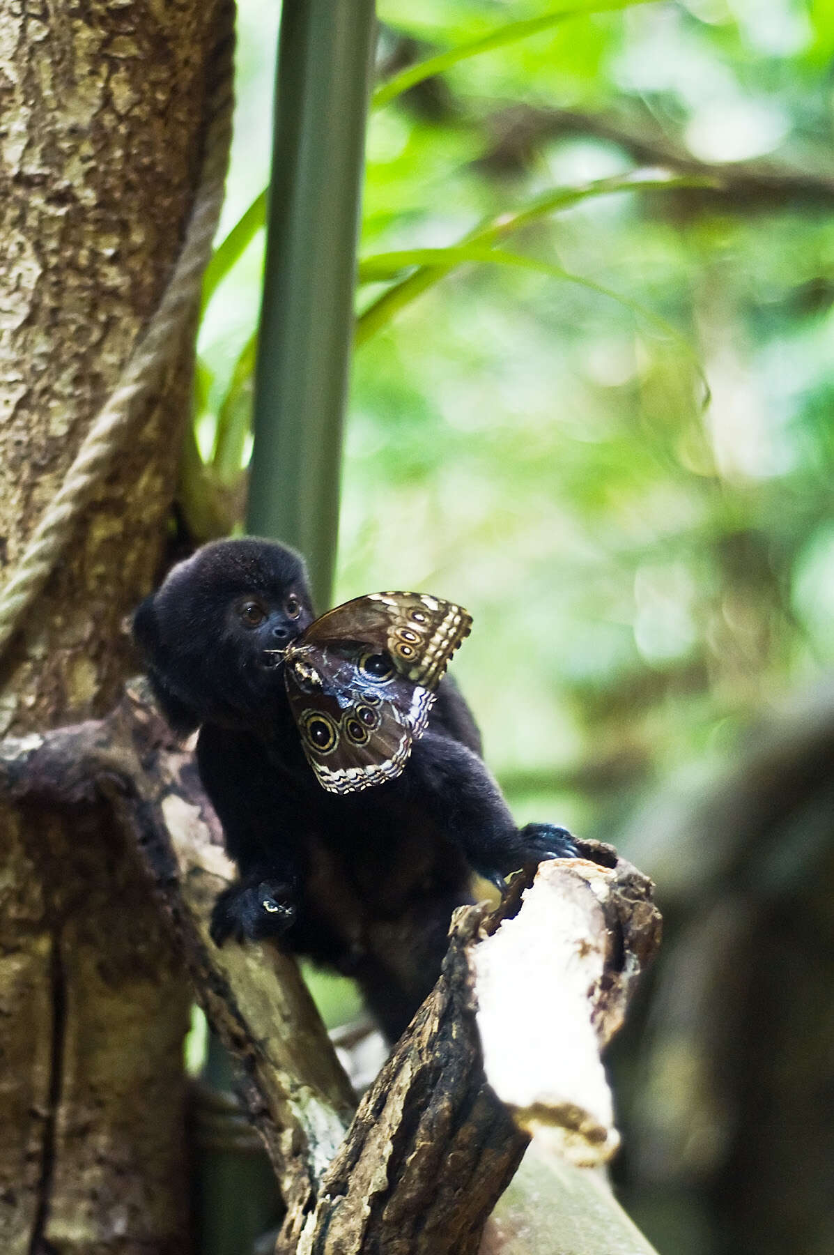 Goeldi's Marmoset (Callimico goeldii) · iNaturalist