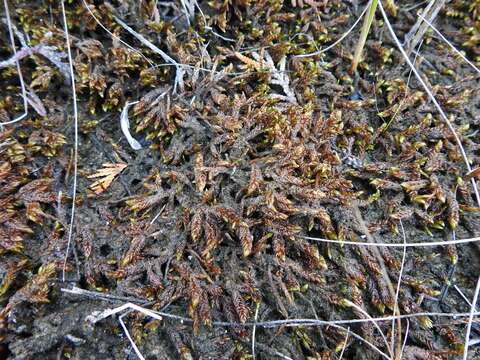 Image de Scorpidium scorpioides Limpricht 1899