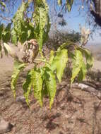 Sivun Ipomoea murucoides Roem. & Schult. kuva