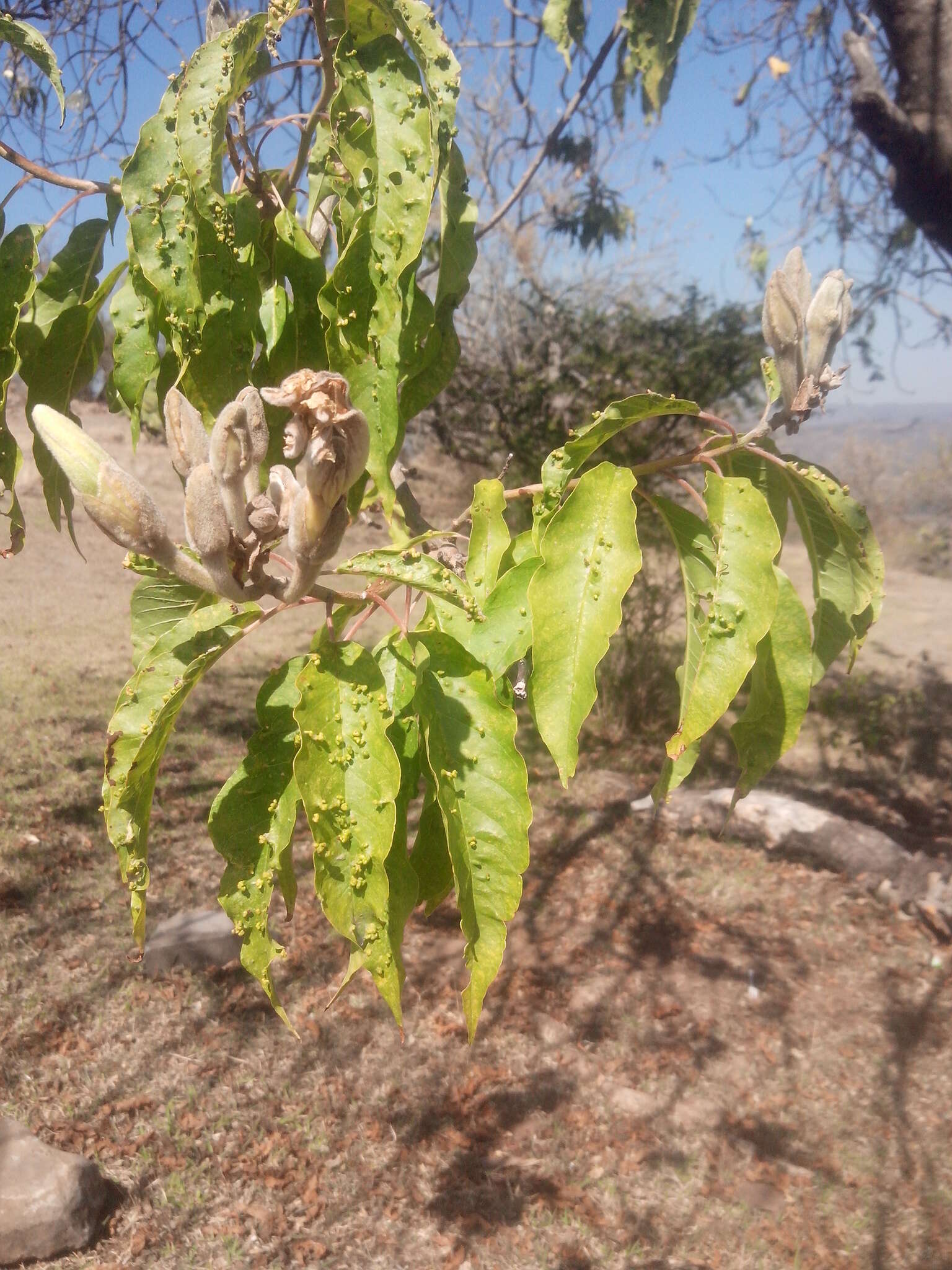 Imagem de Ipomoea murucoides Roem. & Schult.