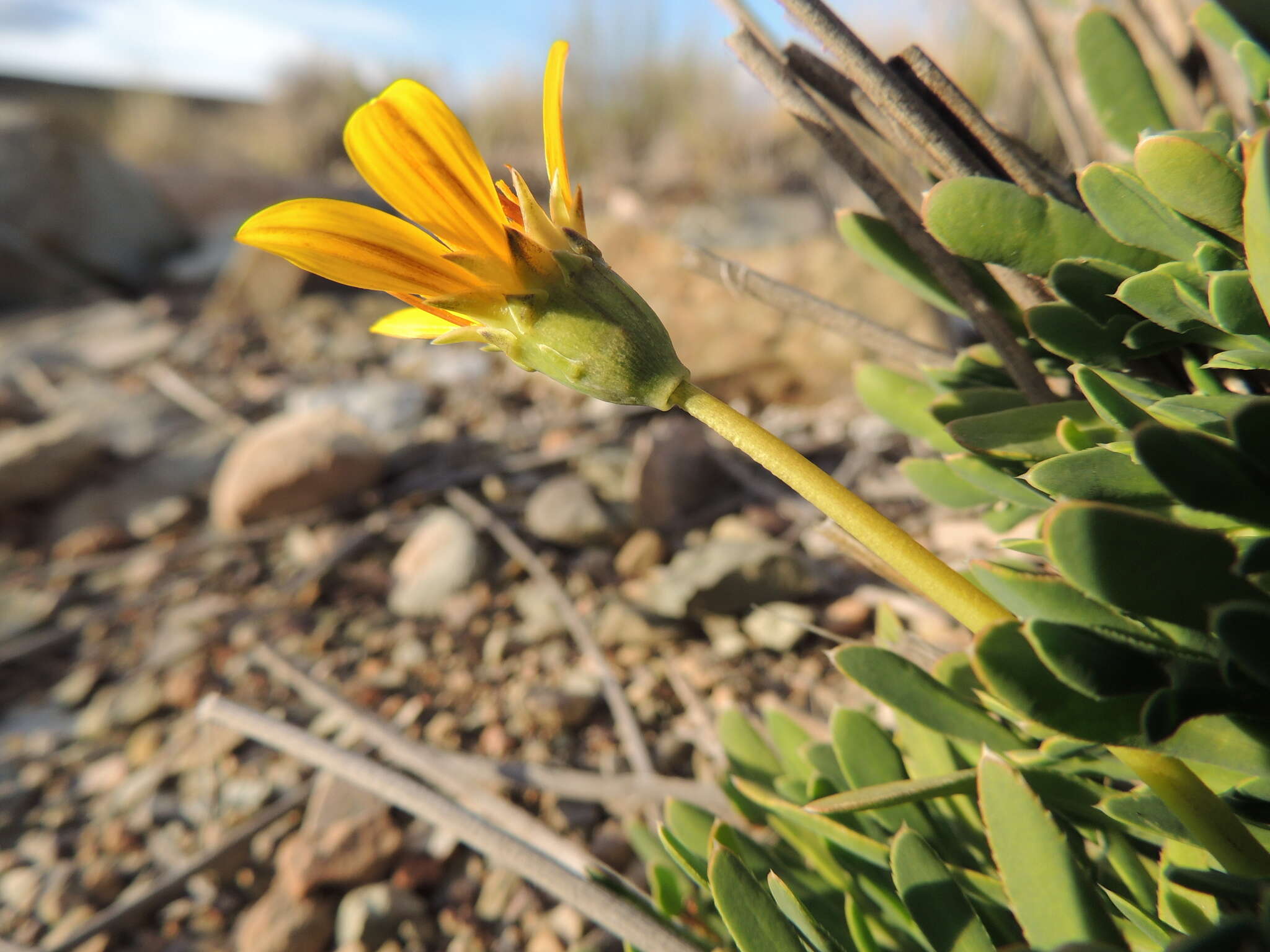 Image of Gazania othonnites (Thunb.) Less.