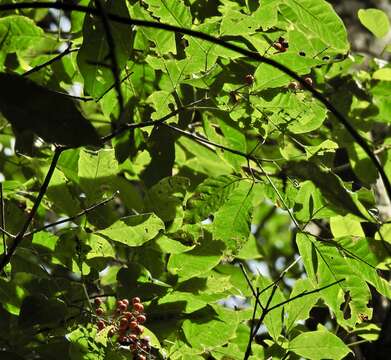 Image de Vitex queenslandica (Munir) Bramley