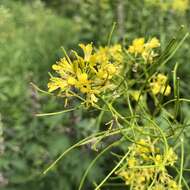 Image of Sisymbrium strictissimum L.