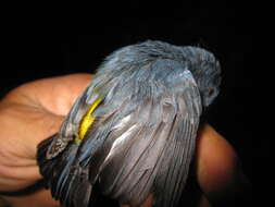 Image of Yellow-rumped Flowerpecker