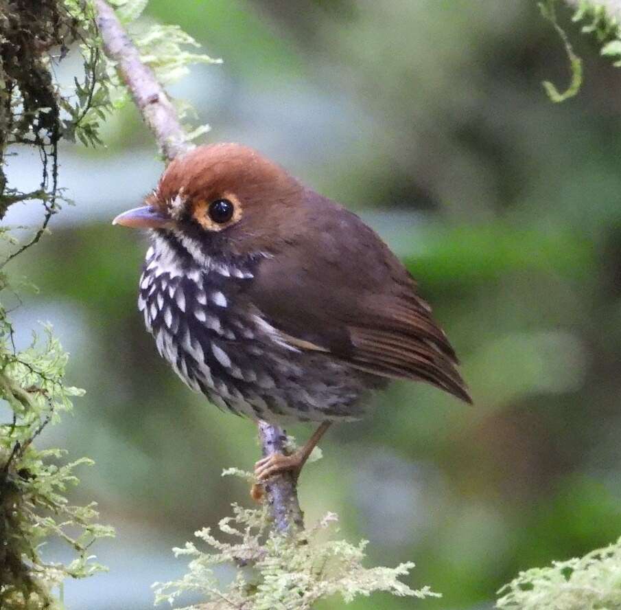 Image of Peruvian Antpitta