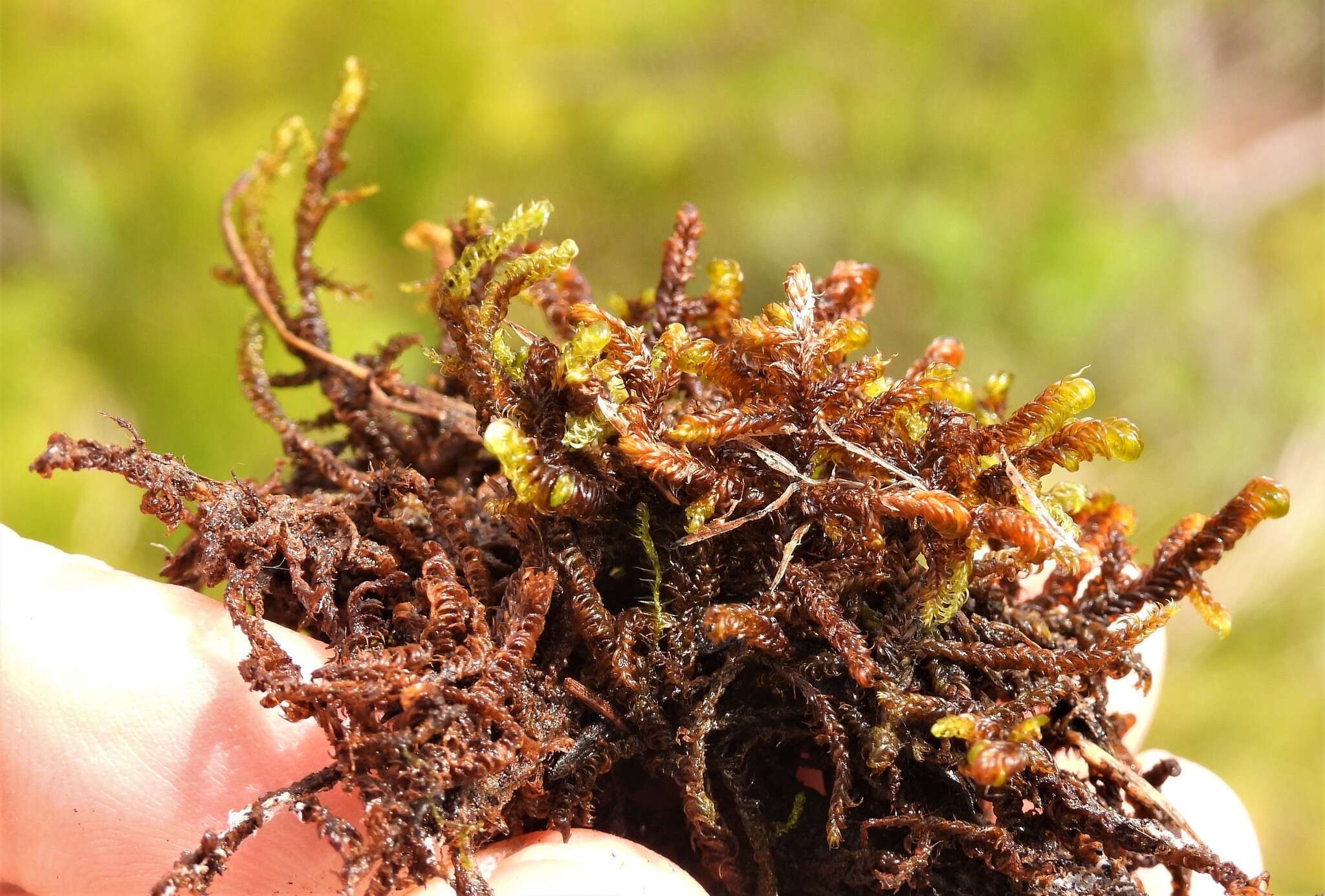 Image of rusty hook-moss