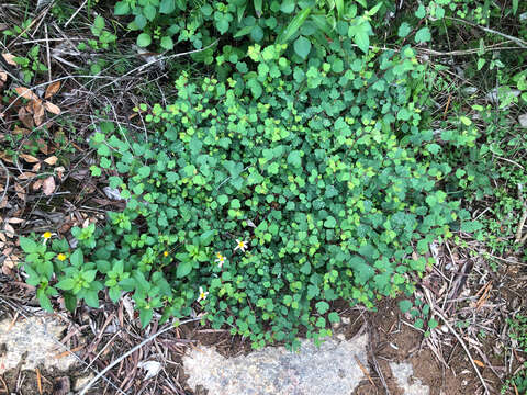 Image of Spiraea blumei G. Don