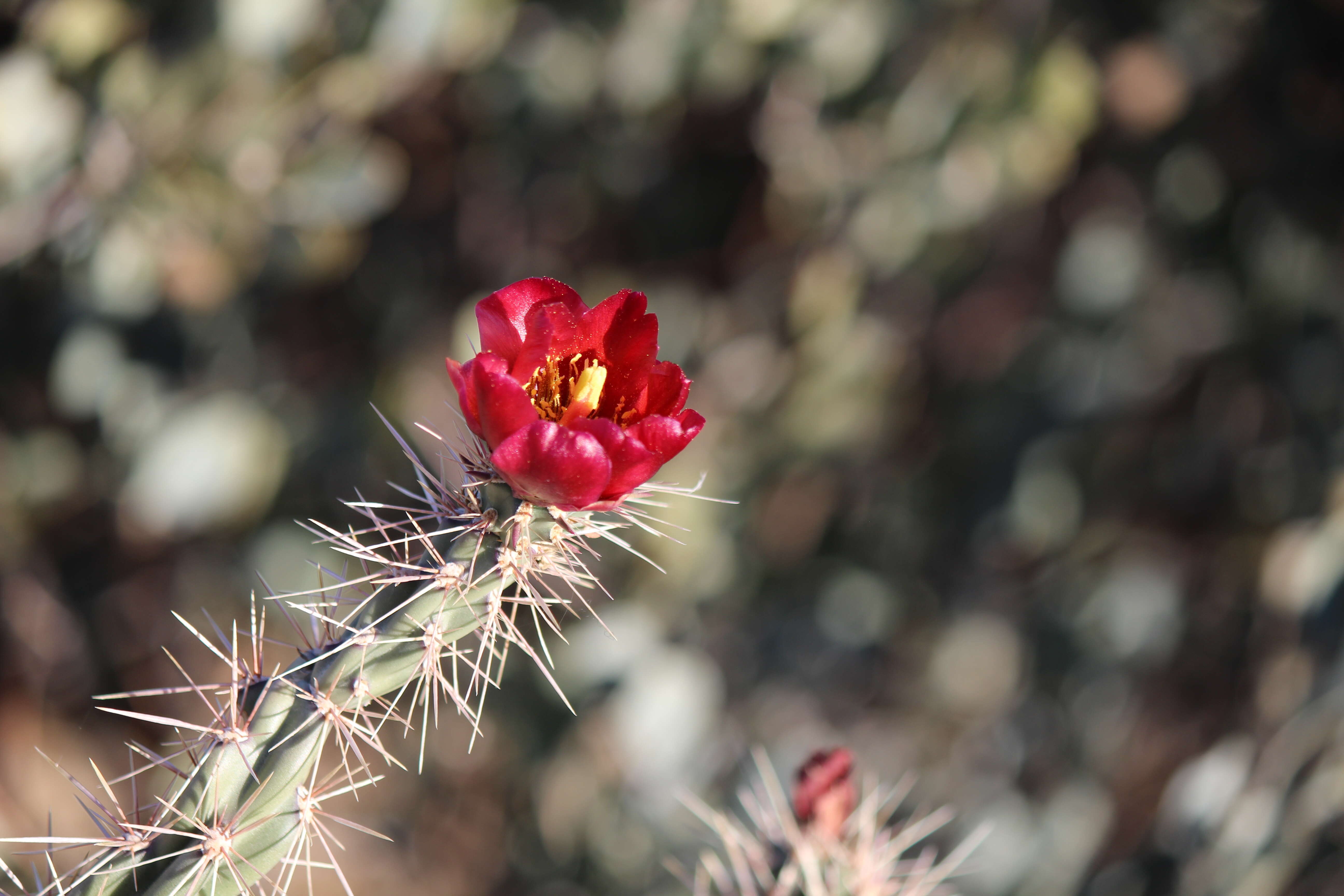 Image de Cylindropuntia acanthocarpa (Engelm. & J. M. Bigelow) F. M. Knuth