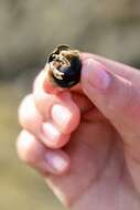 Image of Long-Clawed Hermit Crab