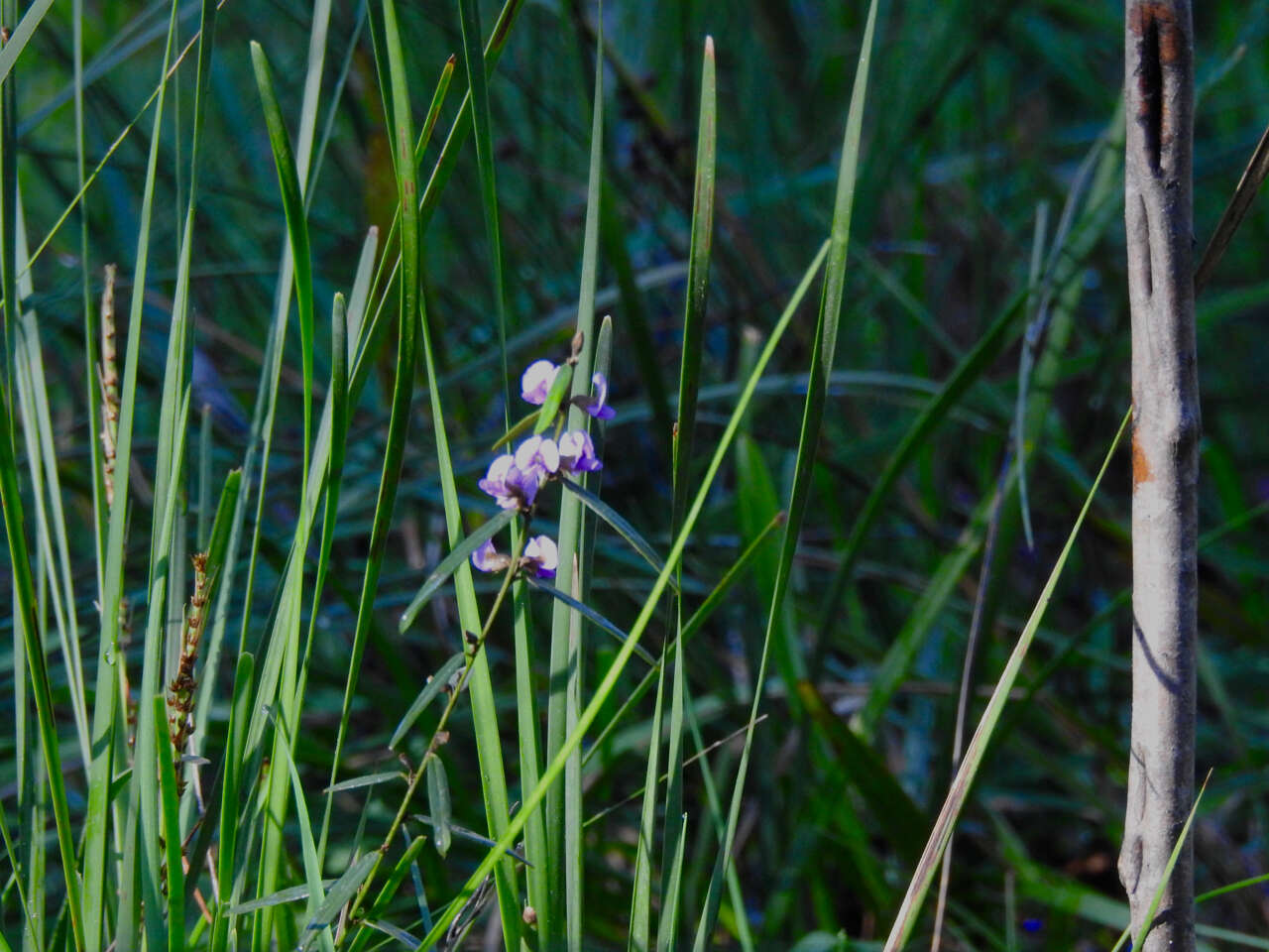 Слика од Hovea heterophylla Hook. fil.