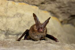 Image of Corynorhinus townsendii virginianus Handley 1955