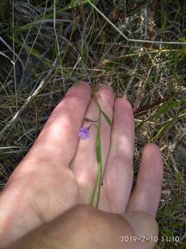 Image of Psoralea laxa T. M. Salter