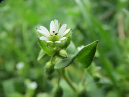 Image of common chickweed