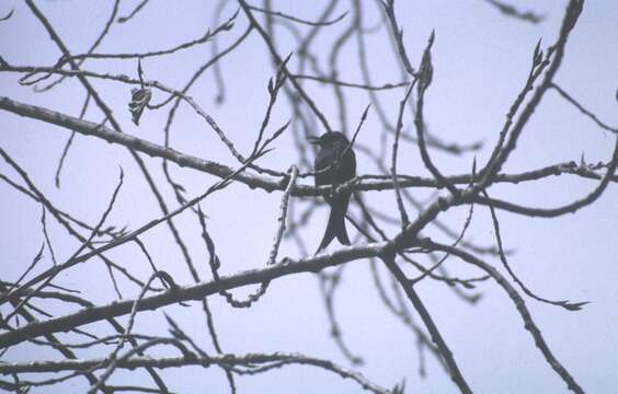 Image of Crested Drongo