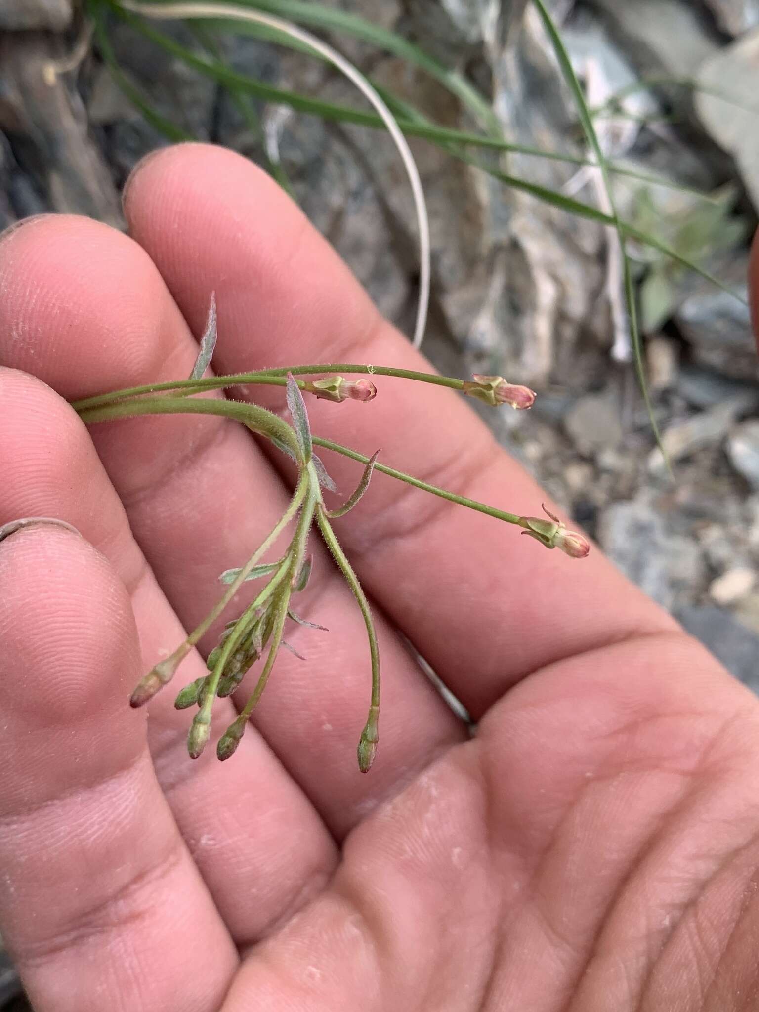 Eremothera chamaenerioides (A. Gray) W. L. Wagner & Hoch的圖片