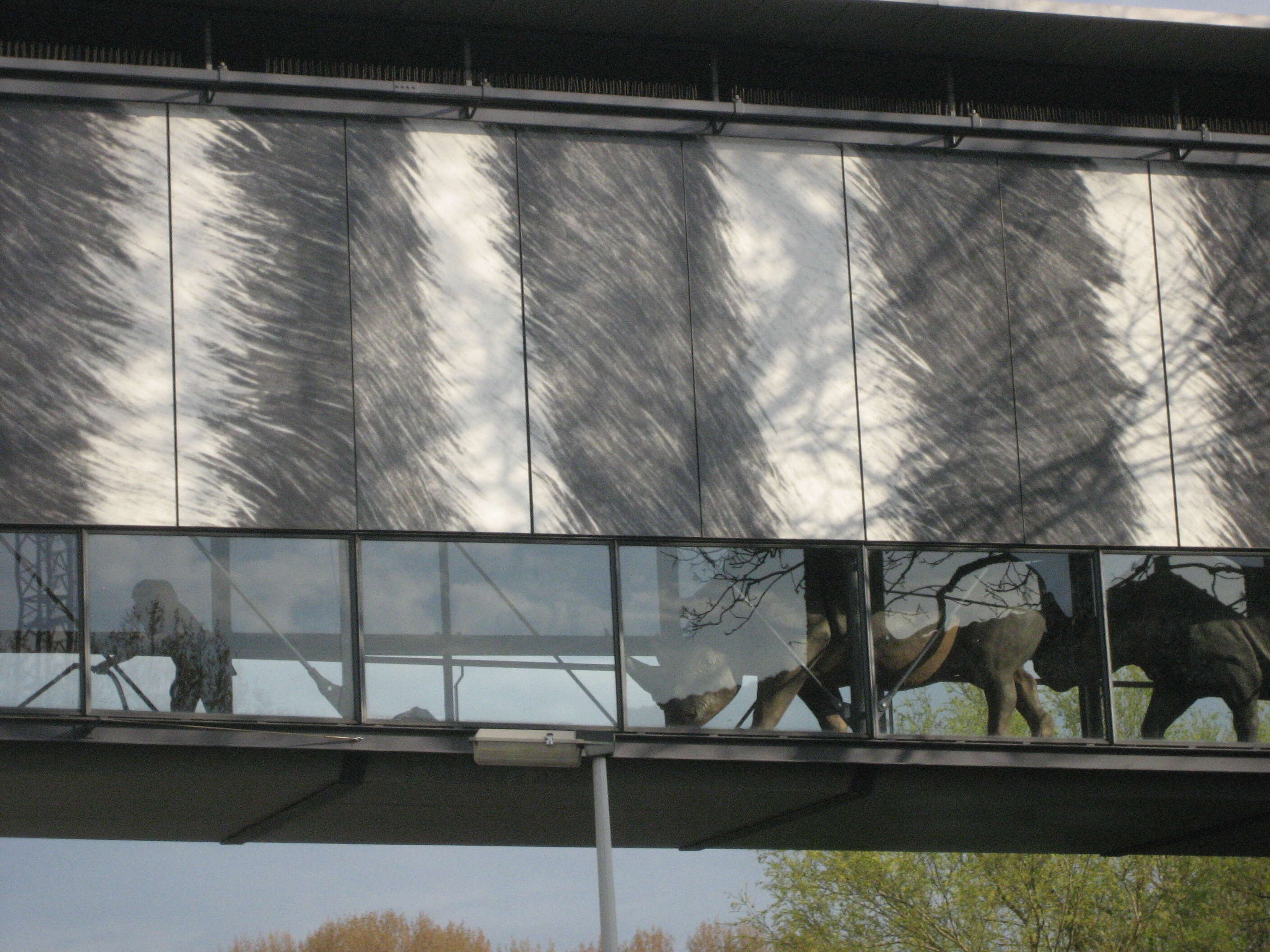 Image of Grass Rhinoceros