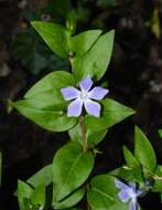 Image of Vinca difformis Pourr.