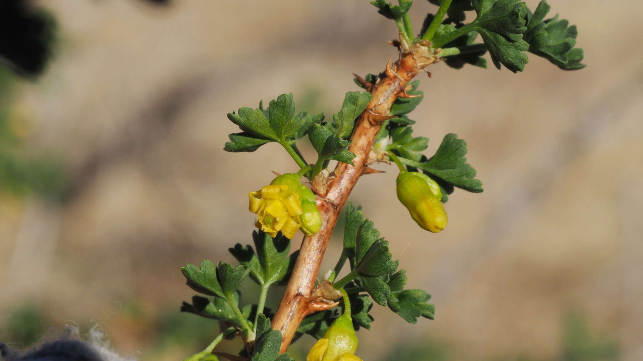 Image of rock gooseberry