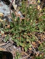 Image of alpine alumroot