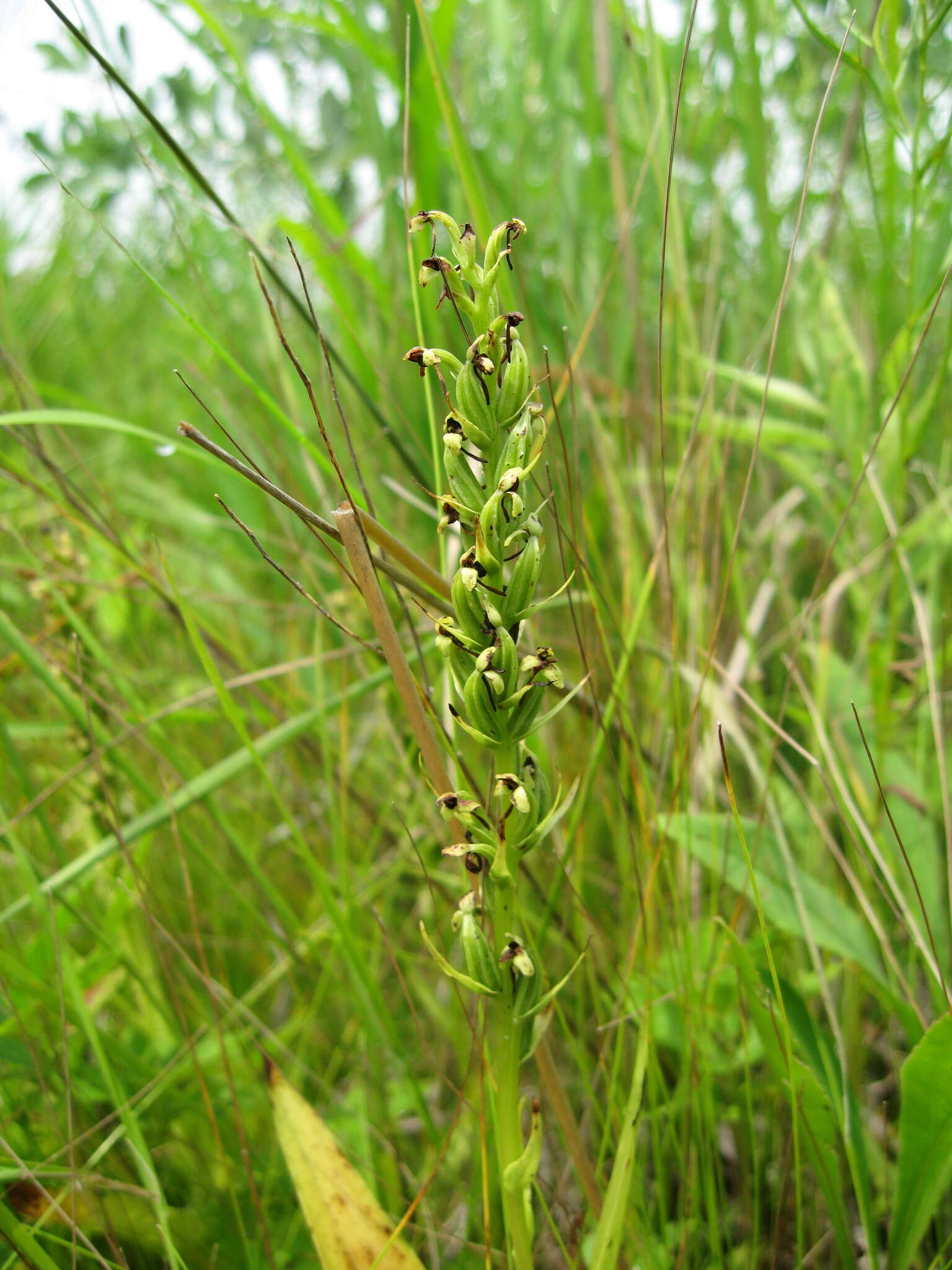 Image of palegreen orchid