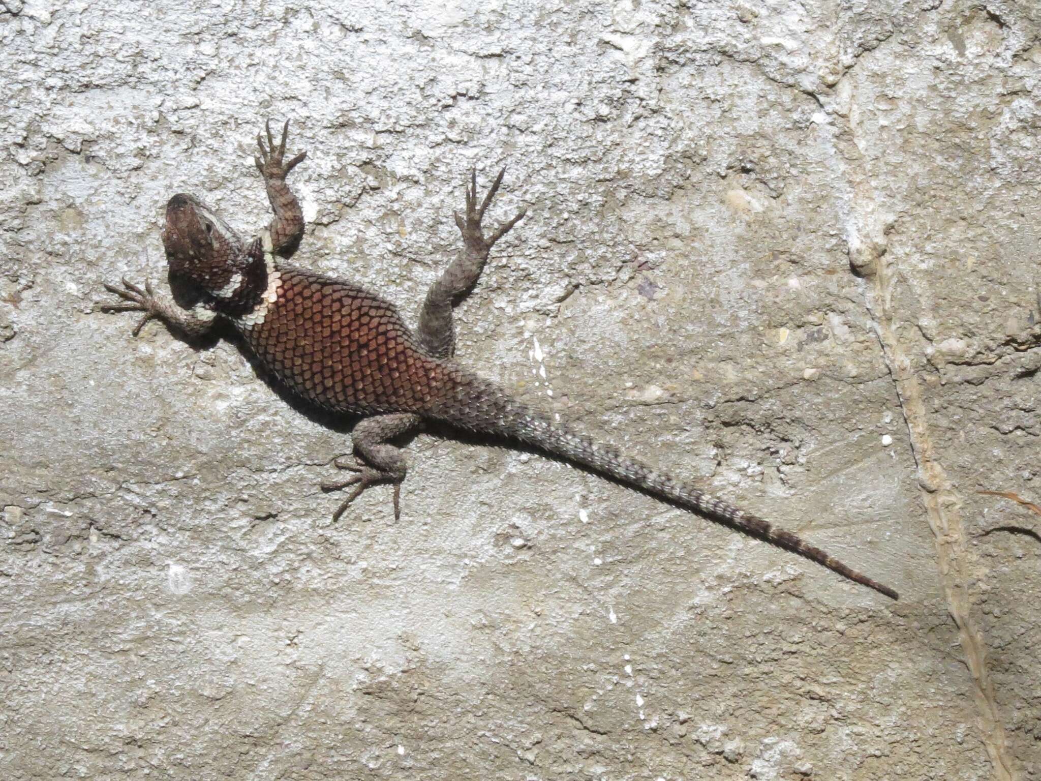 Image de Sceloporus aureolus Smith 1942