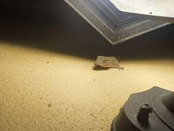 Image of Gomero Wall Gecko