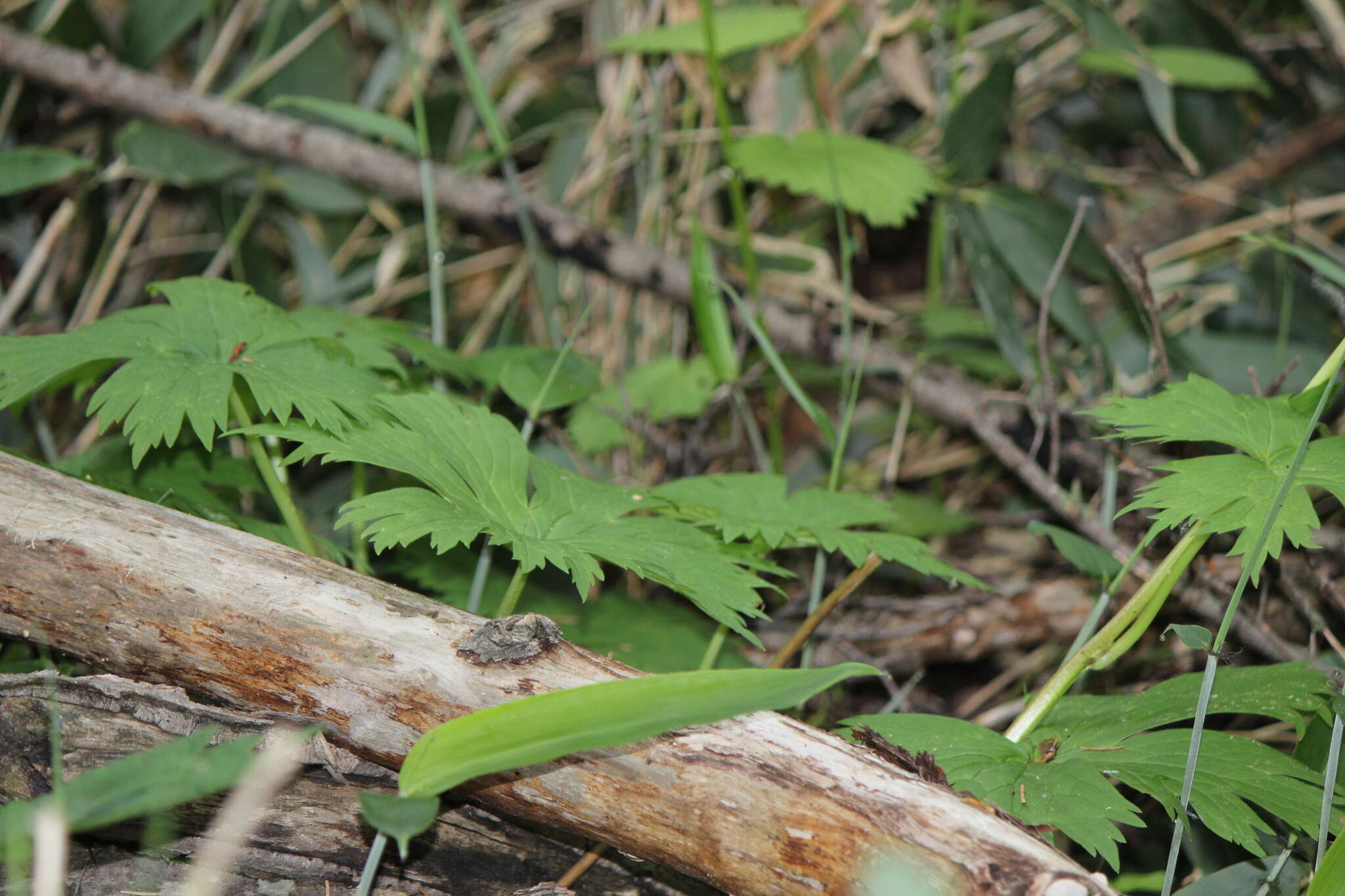 Imagem de Aconitum umbrosum (Korsh.) Kom.